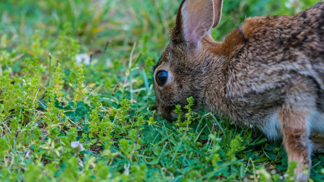 ¿Cómo proteger tu cultivo de guerrilla de animales salvajes?